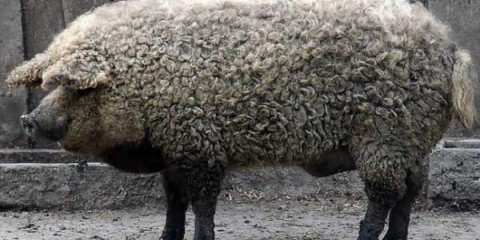 Mangalica: mađarske svinje, opis i karakteristike pasmine